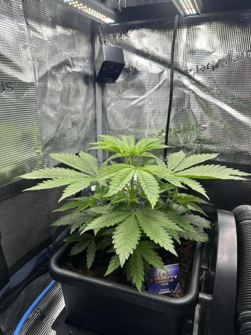 Sticky Broccoli 🥦 Eternity GrowCup. Week 7