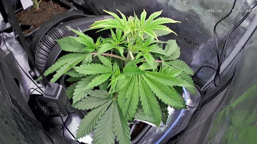 Sticky Broccoli 🥦 Eternity GrowCup. Week 7