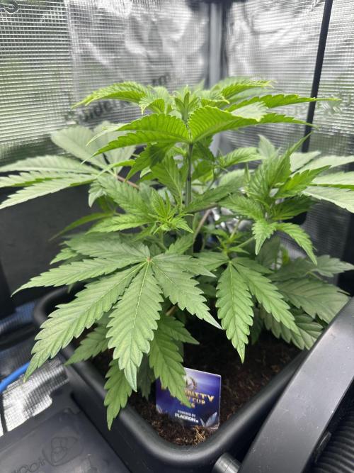 Sticky Broccoli 🥦 Eternity GrowCup. Week 7