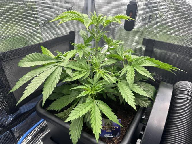 Sticky Broccoli 🥦 Eternity GrowCup. Week 8