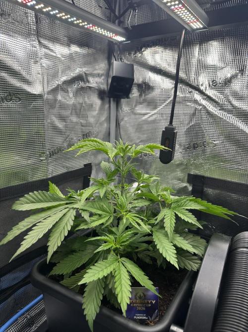 Sticky Broccoli 🥦 Eternity GrowCup. Week 8