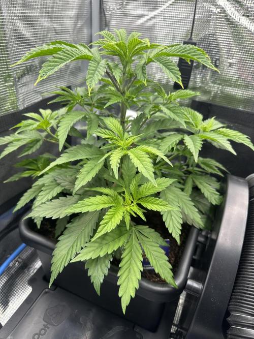 Sticky Broccoli 🥦 Eternity GrowCup. Week 8