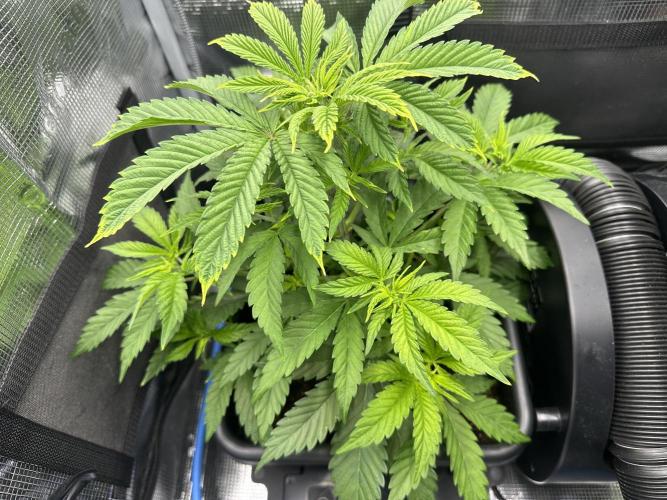Sticky Broccoli 🥦 Eternity GrowCup. Week 8