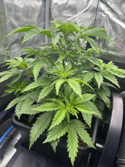 Sticky Broccoli 🥦 Eternity GrowCup. Week 8