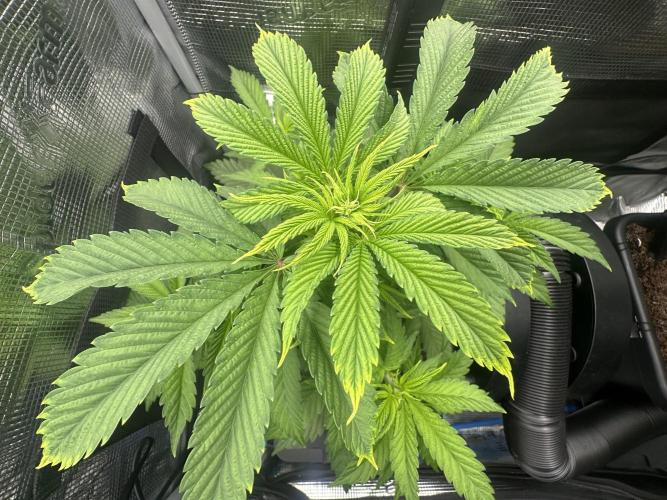 Sticky Broccoli 🥦 Eternity GrowCup. Week 8