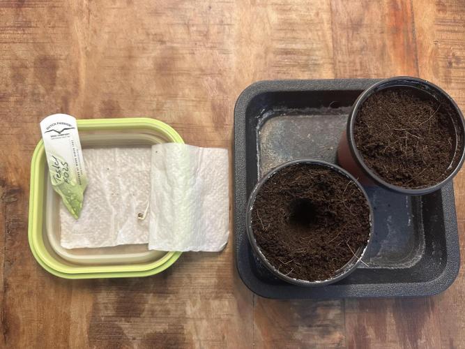The Sweet White Candy One. Week 0