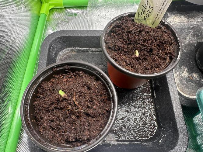 The Sweet White Candy One. Week 1