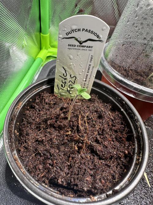 The Sweet White Candy One. Week 1