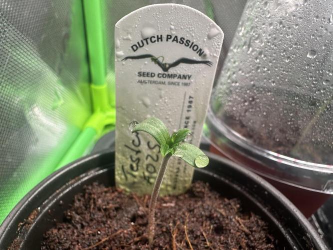 The Sweet White Candy One. Week 1