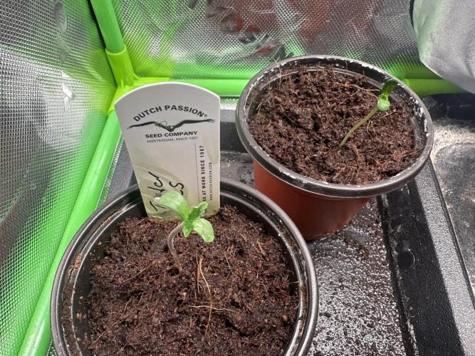 The Sweet White Candy One. Week 1