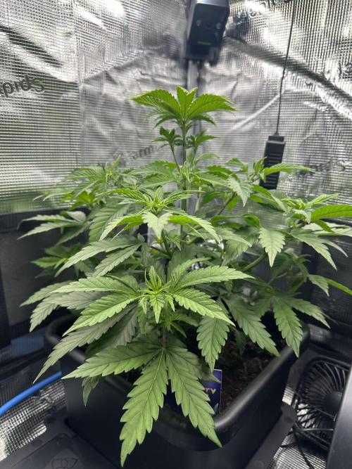 Sticky Broccoli 🥦 Eternity GrowCup. Week 9