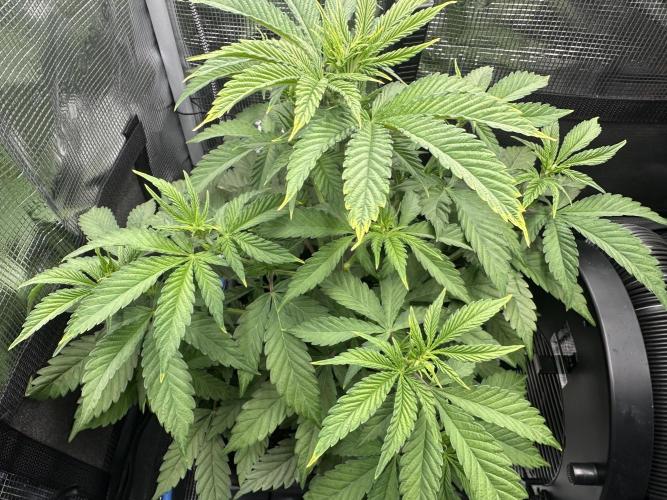 Sticky Broccoli 🥦 Eternity GrowCup. Week 9