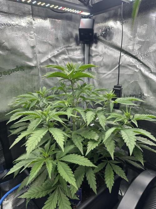 Sticky Broccoli 🥦 Eternity GrowCup. Week 9