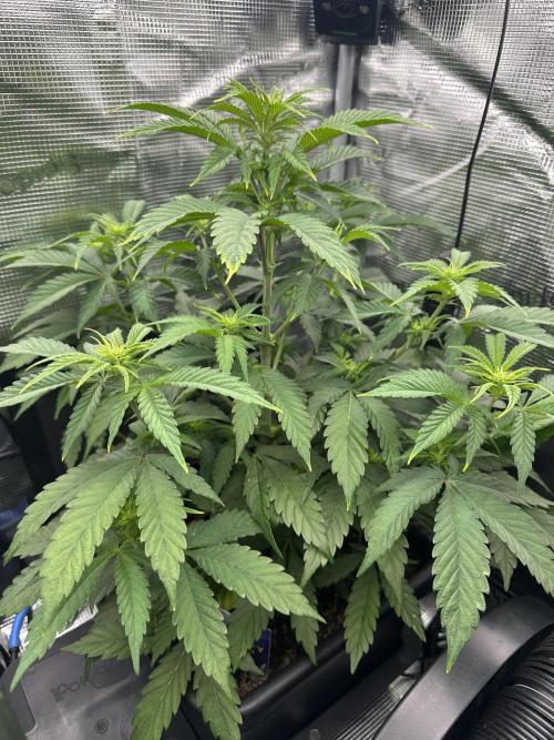 Sticky Broccoli 🥦 Eternity GrowCup. Week 9