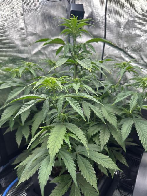 Sticky Broccoli 🥦 Eternity GrowCup. Week 9