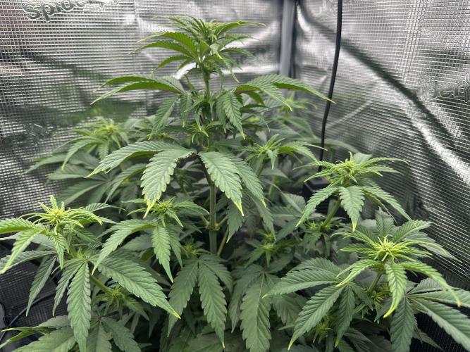 Sticky Broccoli 🥦 Eternity GrowCup. Week 9