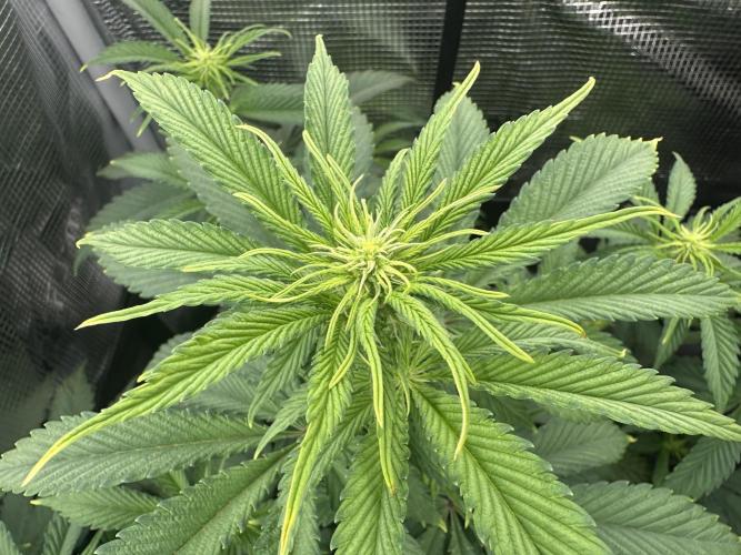 Sticky Broccoli 🥦 Eternity GrowCup. Week 9