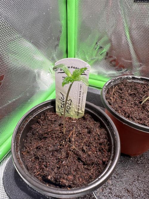 The Sweet White Candy One. Week 2