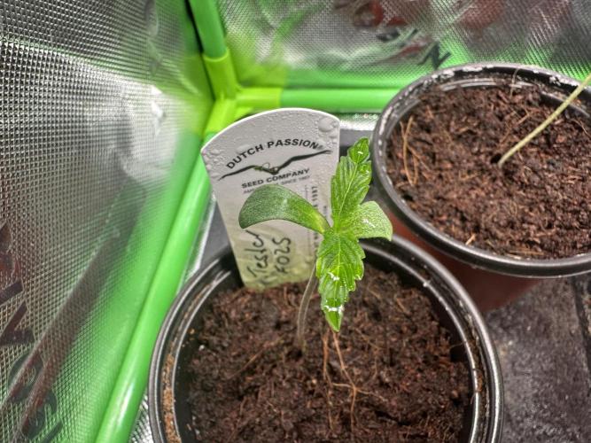 The Sweet White Candy One. Week 2