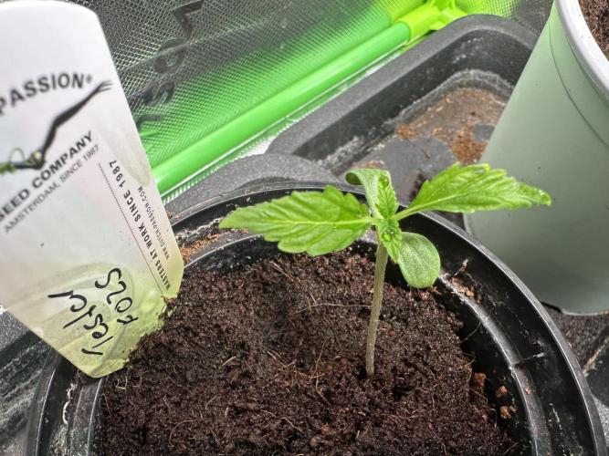 The Sweet White Candy One. Week 2