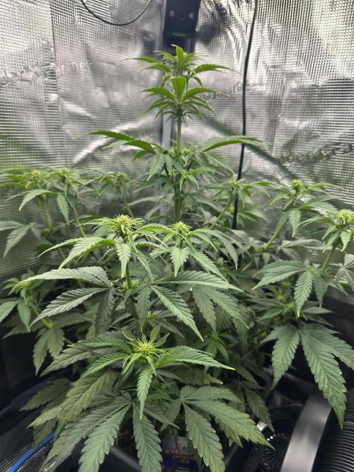 Sticky Broccoli 🥦 Eternity GrowCup. Week 10