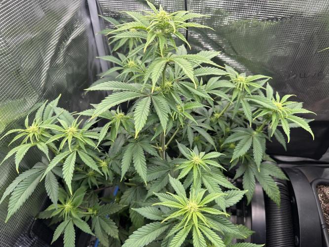 Sticky Broccoli 🥦 Eternity GrowCup. Week 10