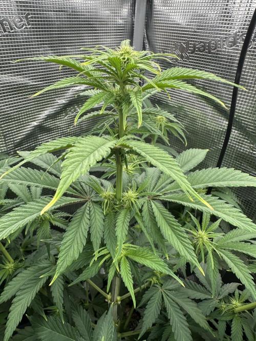 Sticky Broccoli 🥦 Eternity GrowCup. Week 10