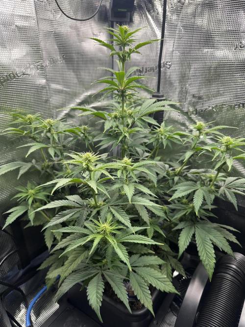 Sticky Broccoli 🥦 Eternity GrowCup. Week 10