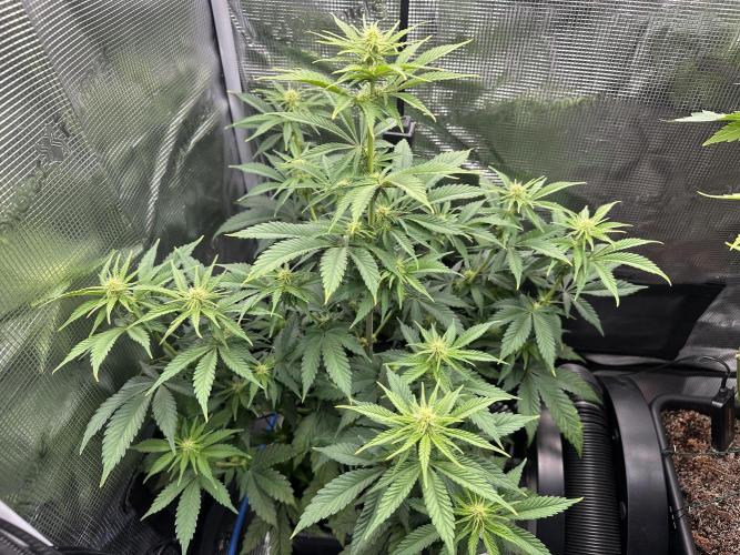 Sticky Broccoli 🥦 Eternity GrowCup. Week 11