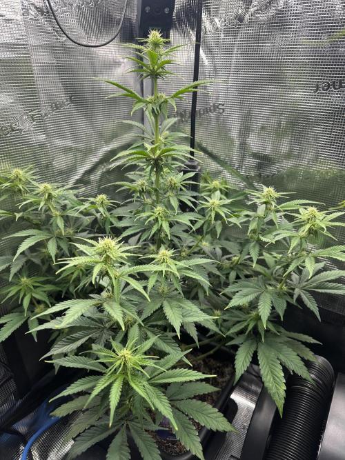 Sticky Broccoli 🥦 Eternity GrowCup. Week 11