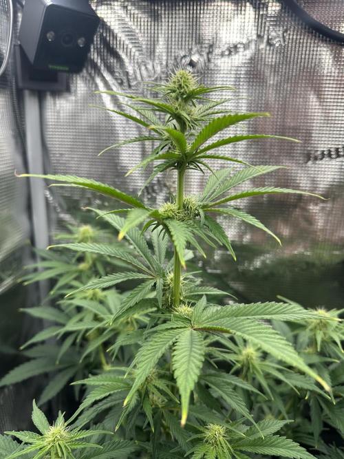 Sticky Broccoli 🥦 Eternity GrowCup. Week 11