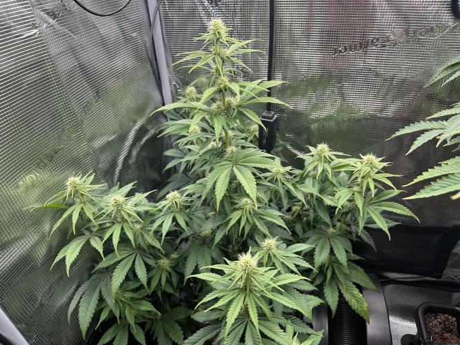 Sticky Broccoli 🥦 Eternity GrowCup. Week 11