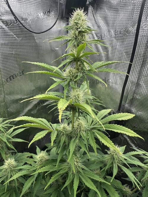 Sticky Broccoli 🥦 Eternity GrowCup. Week 11