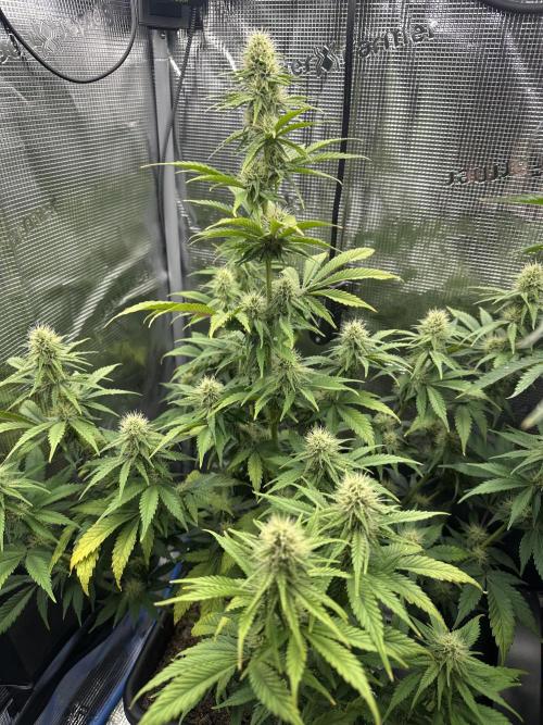 Sticky Broccoli 🥦 Eternity GrowCup. Week 11