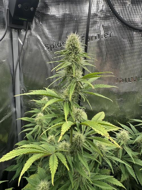 Sticky Broccoli 🥦 Eternity GrowCup. Week 11