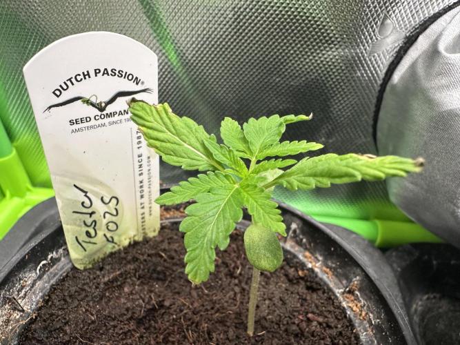 The Sweet White Candy One. Week 3