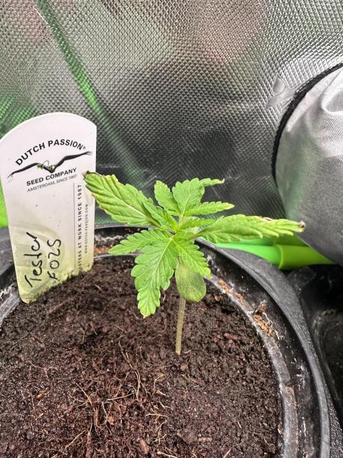 The Sweet White Candy One. Week 3