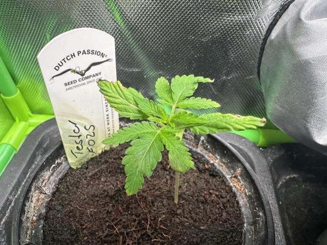 The Sweet White Candy One. Week 3