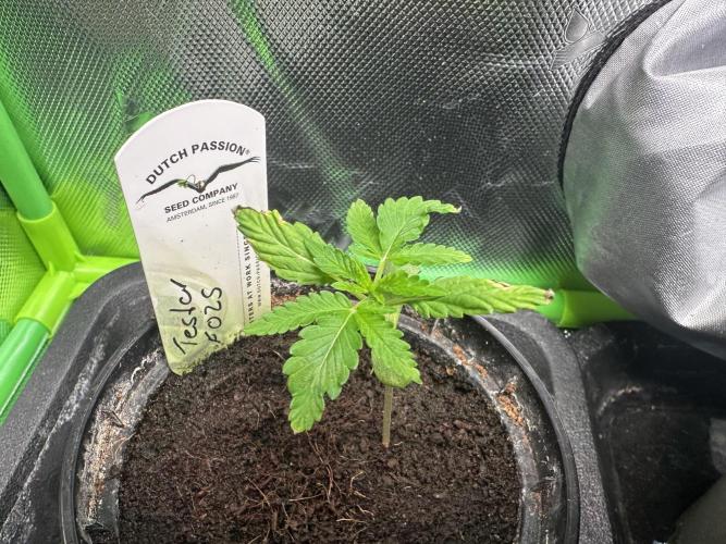 The Sweet White Candy One. Week 3