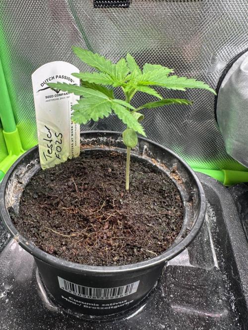 The Sweet White Candy One. Week 3
