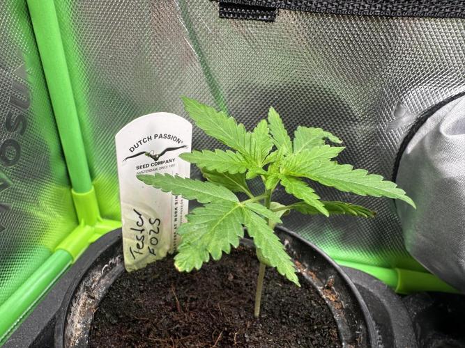 The Sweet White Candy One. Week 3