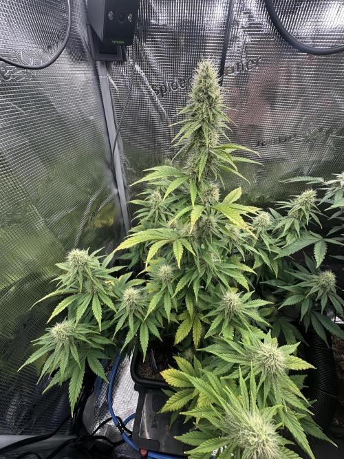 Sticky Broccoli 🥦 Eternity GrowCup. Week 11