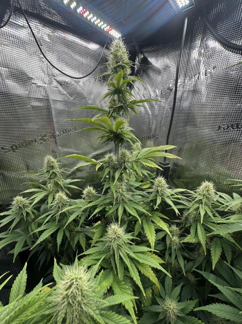 Sticky Broccoli 🥦 Eternity GrowCup. Week 11