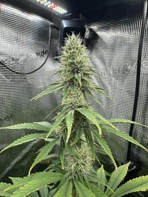 Sticky Broccoli 🥦 Eternity GrowCup. Week 12
