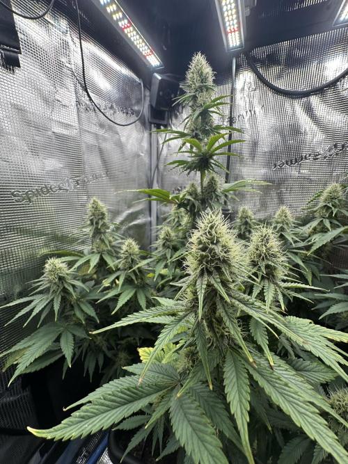 Sticky Broccoli 🥦 Eternity GrowCup. Week 12