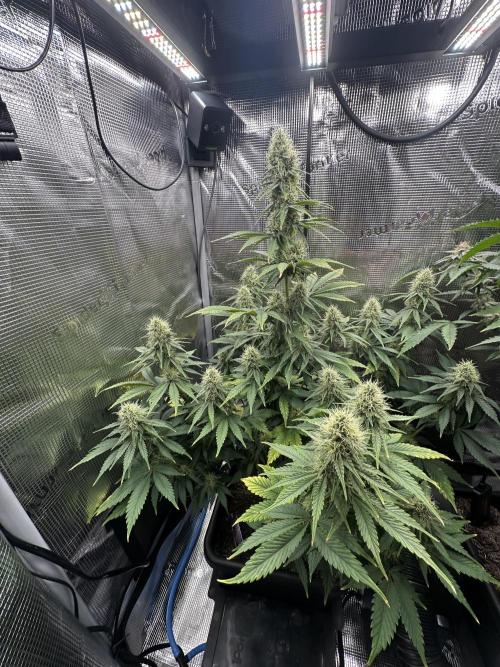 Sticky Broccoli 🥦 Eternity GrowCup. Week 12