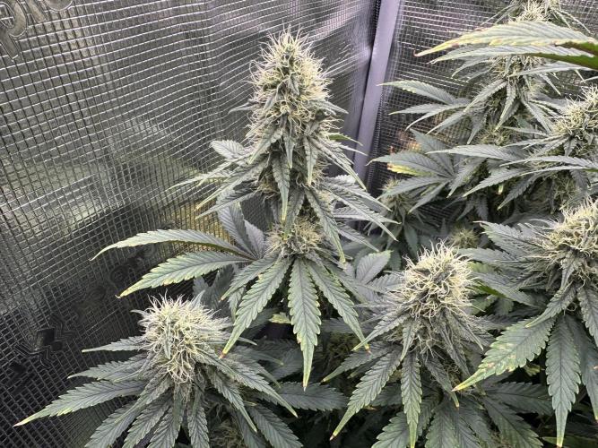 Sticky Broccoli 🥦 Eternity GrowCup. Week 12