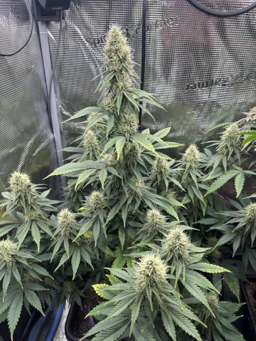 Sticky Broccoli 🥦 Eternity GrowCup. Week 12
