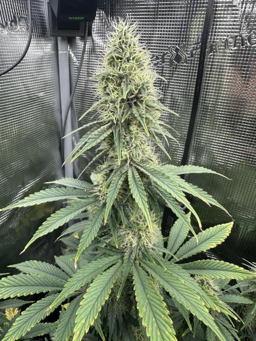 Sticky Broccoli 🥦 Eternity GrowCup. Week 12