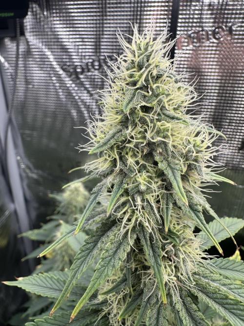 Sticky Broccoli 🥦 Eternity GrowCup. Week 12